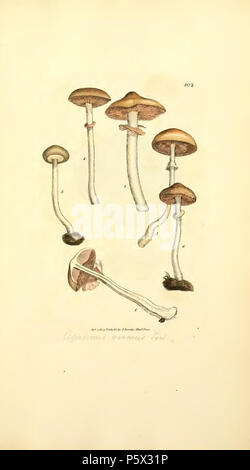 370 figure colorate di inglese funghi o funghi - t. 408 Foto Stock