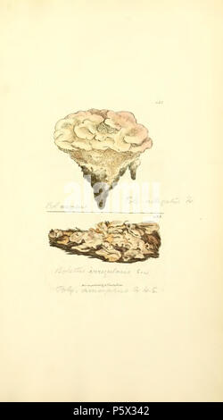 370 figure colorate di inglese funghi o funghi - t. 422 Foto Stock