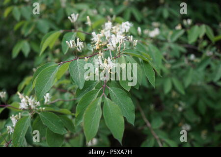 Rote Heckenkirsche oder Gewöhnliche Heckenkirsche (Lonicera xylosteum), blühender Zweig Foto Stock
