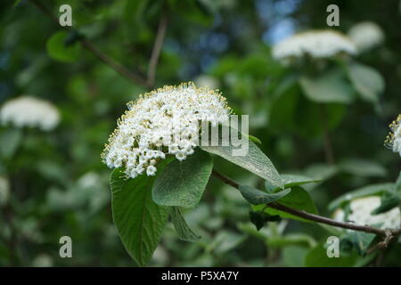 Wolliger Schneeball (Viburnum lantana), Blüte Foto Stock