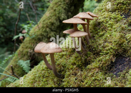 Crescono i funghi su un albero in Devil's Glen vicino a Ashford in Wicklow Mountains dell Irlanda Foto Stock