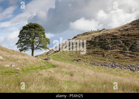Gap di sicomoro, iconico lone tree sul vallo di Adriano percorso. Parco nazionale di Northumberland Foto Stock