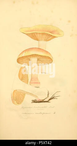 368 figure colorate di inglese funghi o funghi - t. 102 Foto Stock