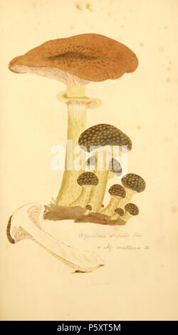 368 figure colorate di inglese funghi o funghi - t. 101 Foto Stock