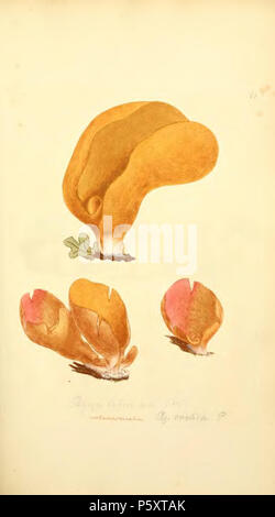 370 figure colorate di inglese funghi o funghi - t. 79 Foto Stock