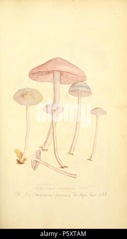 370 figure colorate di inglese funghi o funghi - t. 72 Foto Stock