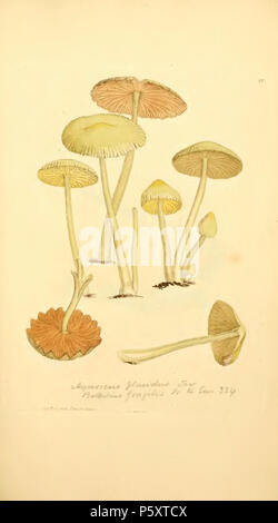 370 figure colorate di inglese funghi o funghi - t. 96 Foto Stock