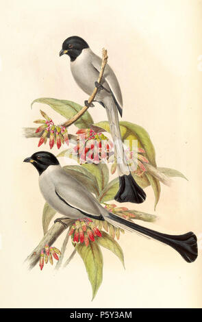 N/A. Deutsch: Spatelschwanzelster (Crypsirina cucullata), Lithografie von John Gould (gli uccelli dell Asia) . tra 1850 e 1873. John Gould (1804-1881) nomi alternativi Gould Descrizione British zoologo Data di nascita e morte 14 Settembre 1804 2 marzo 1881 Luogo di nascita e morte Lyme Regis London Authority control : Q313787 VIAF:29597222 ISNI:0000 0001 2125 9888 ULAN:500006638 LCCN:N79100355 NLA:35137514 WorldCat 393 Crypsirina cucullata Gould Foto Stock