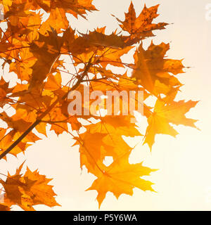 Colorati di foglie di acero close up su una bella e soleggiata giornata d'autunno. Paesaggio autunnale Foto Stock