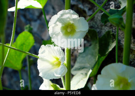 Hollyhock bianco con lime green center fioritura che crescono in un giardino di campagna contro il muro di pietra di un fienile in giugno estate Wales UK KATHY DEWITT Foto Stock