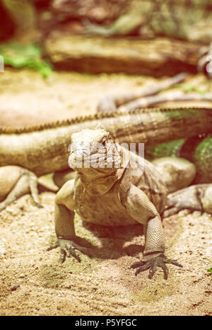 Close up foto di roccia cubano iguana - Cyclura nubile. Lizard scena. La cura degli animali. La bellezza della natura. Foto giallo filtro. Foto Stock