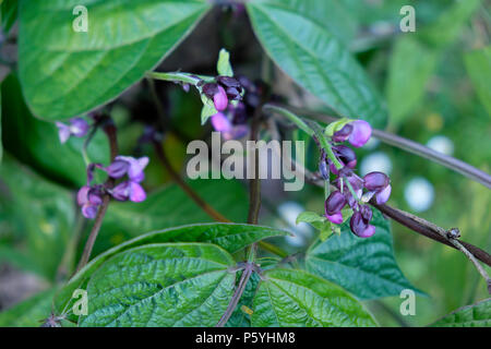 Royal Borgogna bush Fagioli (Phaseolus vulgaris) piante in fiore in crescita in un paese giardino nel giugno estate Wales UK KATHY DEWITT Foto Stock