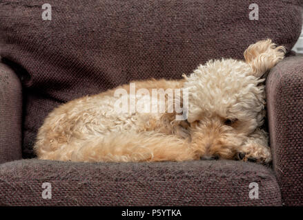 Labradoodle avvolto a ricciolo addormentato su una poltrona Foto Stock