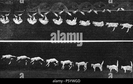 N/A. : - - , , . Inglese: caduta di gatto - un breve film da Marey Etienne-Jules, prima ha mostrato come i gatti terra sui loro piedi. 1894. Étienne-Jules Marey (1830-1904) nomi alternativi Etienne-Jules Marey; Étienne Jules Marey; Etienne Jules Marey; Chronophotographic pistola; Chronophotographe; Jules Etienne Marey; E. J. Marey Descrizione scienziato francese Data di nascita e morte 5 Marzo 1830 21 Maggio 1904 Luogo di nascita e morte Beaune, Côte-d'Or Parigi competente controllo : Q289217 VIAF:54170694 ISNI:0000 0001 2133 4745 ULAN:500018125 LCCN:N84186452 NLA:35327663 WorldCat 547 rientranti cat 1894 Foto Stock