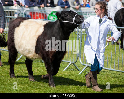 Edimburgo, Scozia - 21 GIU 2018: Un Belted Galloway mucca che viene visualizzata durante il Royal Highland Show Foto Stock