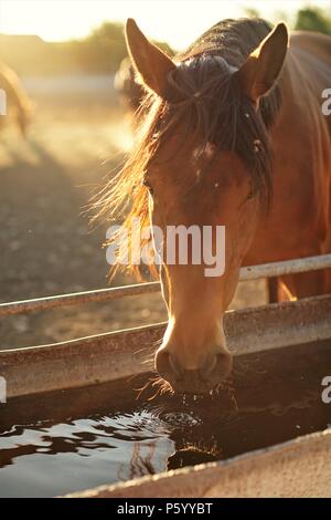 Ritratto di un cavallo marrone acqua potabile Foto Stock