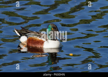 Un drake mestolone settentrionale anatra sul blu dell'acqua. Foto Stock