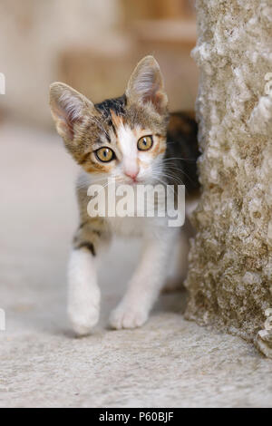 Curioso carino gattino, calicò patched tabby e pelliccia bianca, esplora la vita all'aperto e il peering da dietro un muro, Grecia, Europa Foto Stock