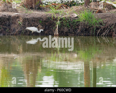 Bianco airone bianco maggiore bird stalking e trampolieri per la caccia ai pesci da laghetto di pesci di allevamento ittico con la riflessione in acqua Foto Stock