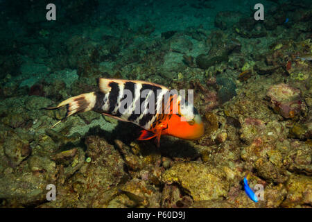 Rusty wrasse su una scogliera vicino a Koh Tao Island Foto Stock