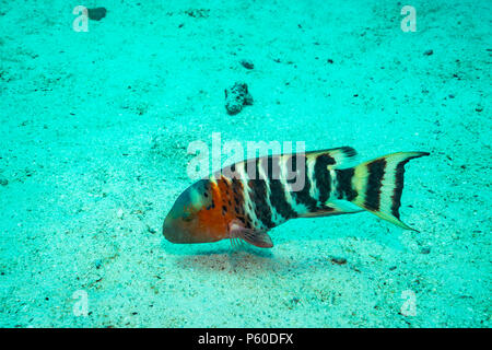 Rusty wrasse su una scogliera vicino a Koh Tao Island Foto Stock