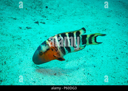 Rusty wrasse su una scogliera vicino a Koh Tao Island Foto Stock