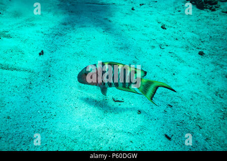 Rusty wrasse su una scogliera vicino a Koh Tao Island Foto Stock