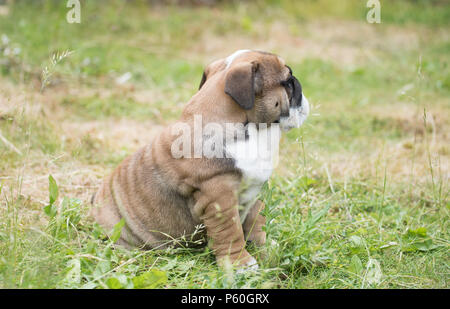 Rosso e blac Bulldog inglese cucciolo 3 mesi seduto sull'erba Foto Stock