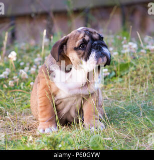 Rosso e blac Bulldog inglese cucciolo 3 mesi seduto sull'erba Foto Stock