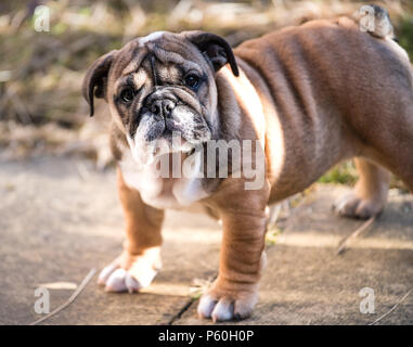 Rosso e blac Bulldog inglese cucciolo 3 mesi seduto sull'erba Foto Stock