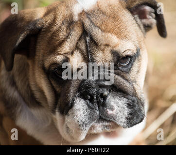 Closup del portreit di rosso e blac Bulldog inglese cucciolo di 3 mesi di età Foto Stock