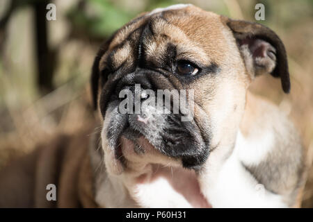 Closup del portreit di rosso e blac Bulldog inglese cucciolo di 3 mesi di età Foto Stock