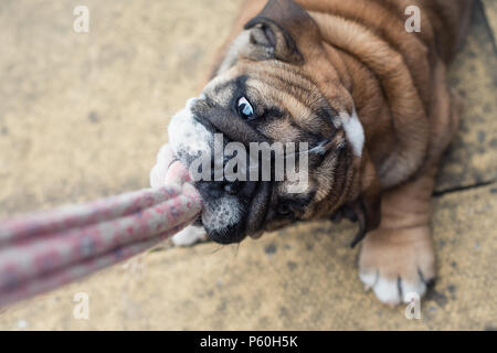 Rosso e blac Bulldog inglese cucciolo 3 mesi giocando con i vestiti. La vista dall'alto. Foto Stock