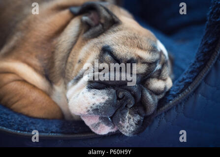 Rosso e blac Bulldog inglese cucciolo di 3 mesi di età che dorme sul dogbed blu dopo la riproduzione in giardino Foto Stock