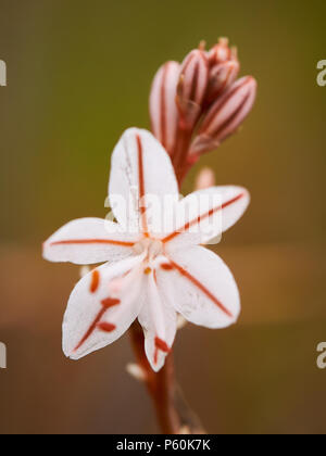 Macro dettaglio di una cava a gambo asphodel (Asphodelus fistulosus) fiore in Can Marroig nel Parco Naturale di Ses Salines(Formentera,Isole Baleari, Spagna) Foto Stock