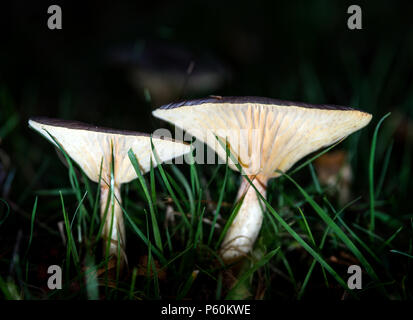 Una macro colpo di due selvatici funghi di bosco incandescente al buio Foto Stock