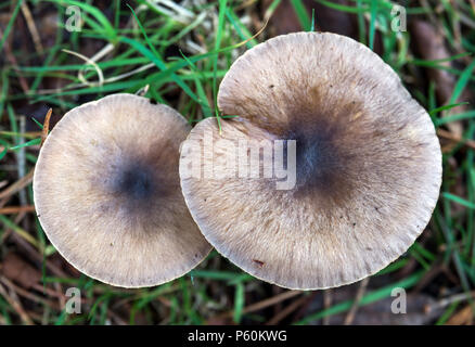 Una panoramica di ripresa macro di due wild wood funghi Foto Stock