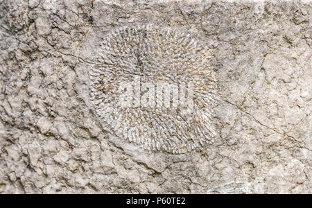 Primo piano di corallo fossilizzato in pietra bollard, Inghilterra, Regno Unito Foto Stock