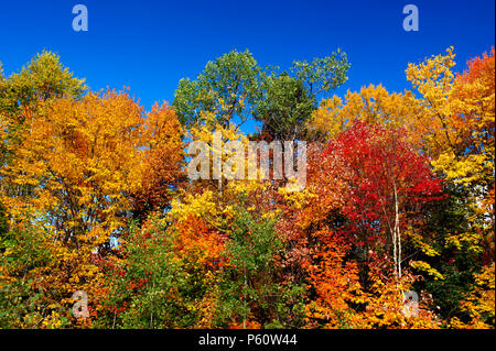 Sgargianti colori autunnali nelle Laurentians, provincia del Québec in Canada. Alberi multicolori contro un profondo cielo blu. Foto Stock
