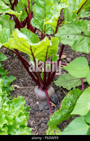La barbabietola rossa Subeto in un orto. Inghilterra Foto Stock