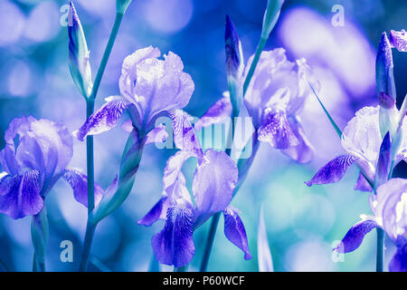 Iris blu fiori nel giardino dopo la pioggia Foto Stock