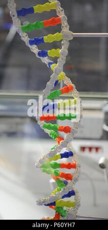 Il DNA. Acido desossiribonucleico, modello. Foto Stock