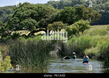 Come l'ondata di caldo continua con il Galles la registrazione di alcune delle più alte temperature NEL REGNO UNITO, piloti Janice Hill (indossando il casco) e Myfanwy Matthews, prendere cavalli Annie, cavalcato da Janice e Mr Chip, cavalcato da Myfanwy, per un raffreddamento nuotare nel fiume Ogmore nel villaggio Ogmore, Vale of Glamorgan, Galles del Sud. Temperature hit 25C nella zona di giovedì, 28 giugno 2018. Foto di Peter pallottole/ Alamy Live News Foto Stock