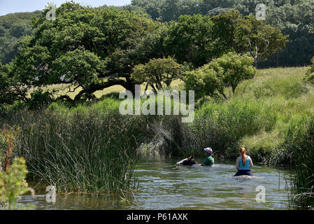 Come l'ondata di caldo continua con il Galles la registrazione di alcune delle più alte temperature NEL REGNO UNITO, piloti Janice Hill (indossando il casco) e Myfanwy Matthews, prendere cavalli Annie, cavalcato da Janice e Mr Chip, cavalcato da Myfanwy, per un raffreddamento nuotare nel fiume Ogmore nel villaggio Ogmore, Vale of Glamorgan, Galles del Sud. Temperature hit 25C nella zona di giovedì, 28 giugno 2018. Foto di Peter pallottole/ Alamy Live News Foto Stock