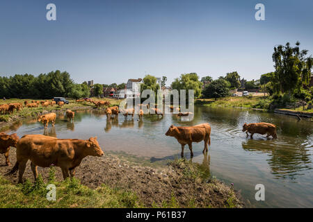 Sudbury, Suffolk, Regno Unito. Il 28 giugno 2018. Meteo REGNO UNITO - bovini mantenendo fresco nel fiume Stour, Suffolk. Foto Stock