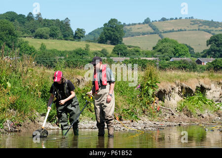 Fiume teme, vicino Leintwardine, Herefordshire, Regno Unito - 28 Giugno 2018 - Agenzia per l'ambiente il personale utilizza electrofishing in soccorso di pesci catturati da piccole piscine lungo la asciugò il letto del fiume del fiume teme vicino Leintwardine - Questa sezione del fiume teme è essiccata fino qui dopo un prolungato periodo di siccità di estate meteo qui e ulteriormente a monte nel Galles centrale. Il pesce recuperato ( principalmente i giovani salmoni e trote ) verrà rilasciata nel fiume teme ulteriormente a valle. Credito: Steven Maggio/Alamy Live News Foto Stock