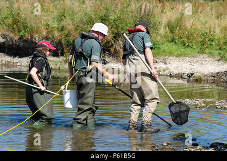 Fiume teme, vicino Leintwardine, Herefordshire, Regno Unito - 28 Giugno 2018 - Agenzia per l'ambiente il personale utilizza electrofishing in soccorso di pesci catturati da piccole piscine lungo la asciugò il letto del fiume del fiume teme vicino Leintwardine - Questa sezione del fiume teme è essiccata fino qui dopo un prolungato periodo di siccità di estate meteo qui e ulteriormente a monte nel Galles centrale. Il pesce recuperato ( principalmente i giovani salmoni e trote ) verrà rilasciata nel fiume teme ulteriormente a valle. Credito: Steven Maggio/Alamy Live News Foto Stock