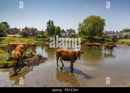 Sudbury, Suffolk, Regno Unito. Il 28 giugno 2018. Meteo REGNO UNITO - bovini stessi di raffreddamento sul fiume Stour, Suffolk. Foto Stock