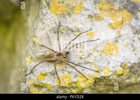 Hobo solitario spider - Tegenaria agrestis - su una roccia Foto Stock