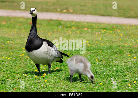 Oche facciabianca, Branta leucopsis, uccello adulto mantiene un occhio su alimentazione chick sull'erba. Foto Stock